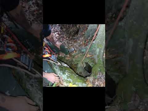 Found a hole under this tree, a second unexpected pit opened into TALL ROOM [PART 1] #caving