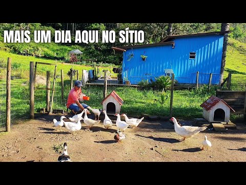 MUITO TRABALHO NO SÍTIO APÓS AS CHUVAS: TRATO DOS ANIMAIS + FUI HAQUEADO + COMPRAS