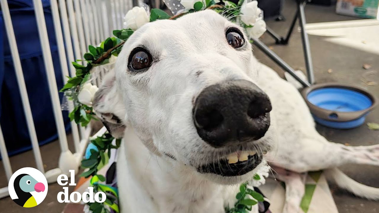 Esta perrita es toda una princesa