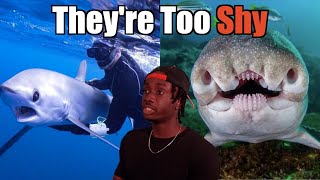 The Sharks Hollywood Made You Forget