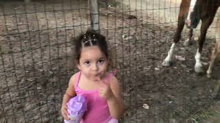 Alimentando os cavalos 😂