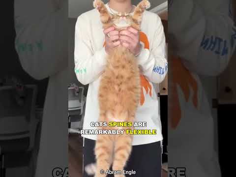 Why Cats Always Land On Their Feet