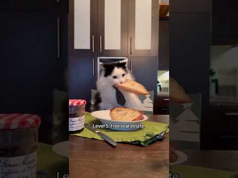 Does your cat steal food? #cats #cat #funnycats #kitten #food #tiktok #fyp #shorts #cute