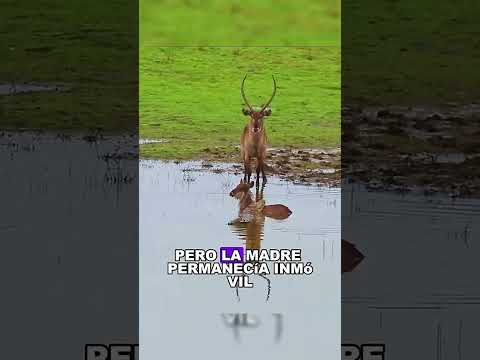 Antílope deja escapar su Cría a la boca del Cocodrilo #shortvideo #satisfying #shorts  #animals