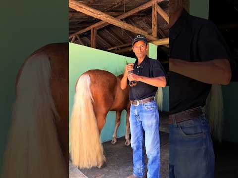 New Ponytail In 21 Seconds #asmr #horse #farrierlife #satisfying #oddlysatisfying