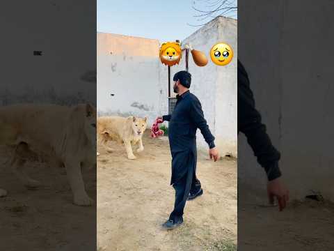 Lioness closing time 🤣😁 #lion #wildliferescue #bigcats #tigerspotted #funny #largecats 🦁🦁🦁