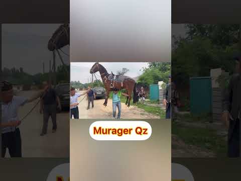 to mount a horse