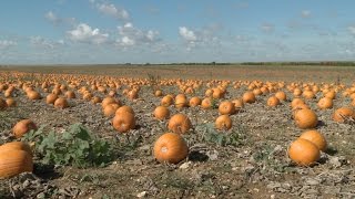 "DE CHEZ NOUS" 37 FERME de la MOTTE  production de condiments conventionnel et biologique