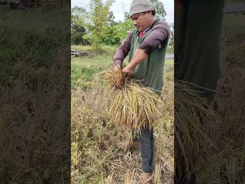 เก็บข้าวหนีน้ำพายุเข้าช่วงนี้ #บ่าวรินทร์เกษตรลงมือทำ