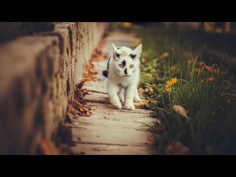 Sonido Muy POTENTE Atraerá a Tu GATO PERDIDO