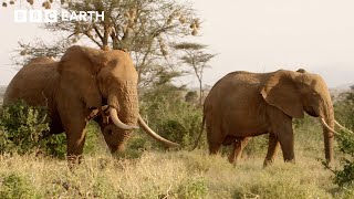 Determined Elephant Protects His Mate | Nature's Great Migrations | BBC Earth
