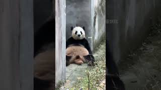 嗯……我蛋烘糕怎么不算萌妹呢 #4D3C6E6D0069A263C52AAA35B41F5655熊猫日记 shorts