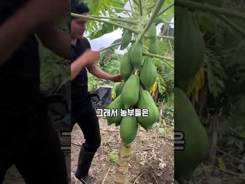 베트남 농부들이 파파야 나무에 나무 막대를 꽂는 이유