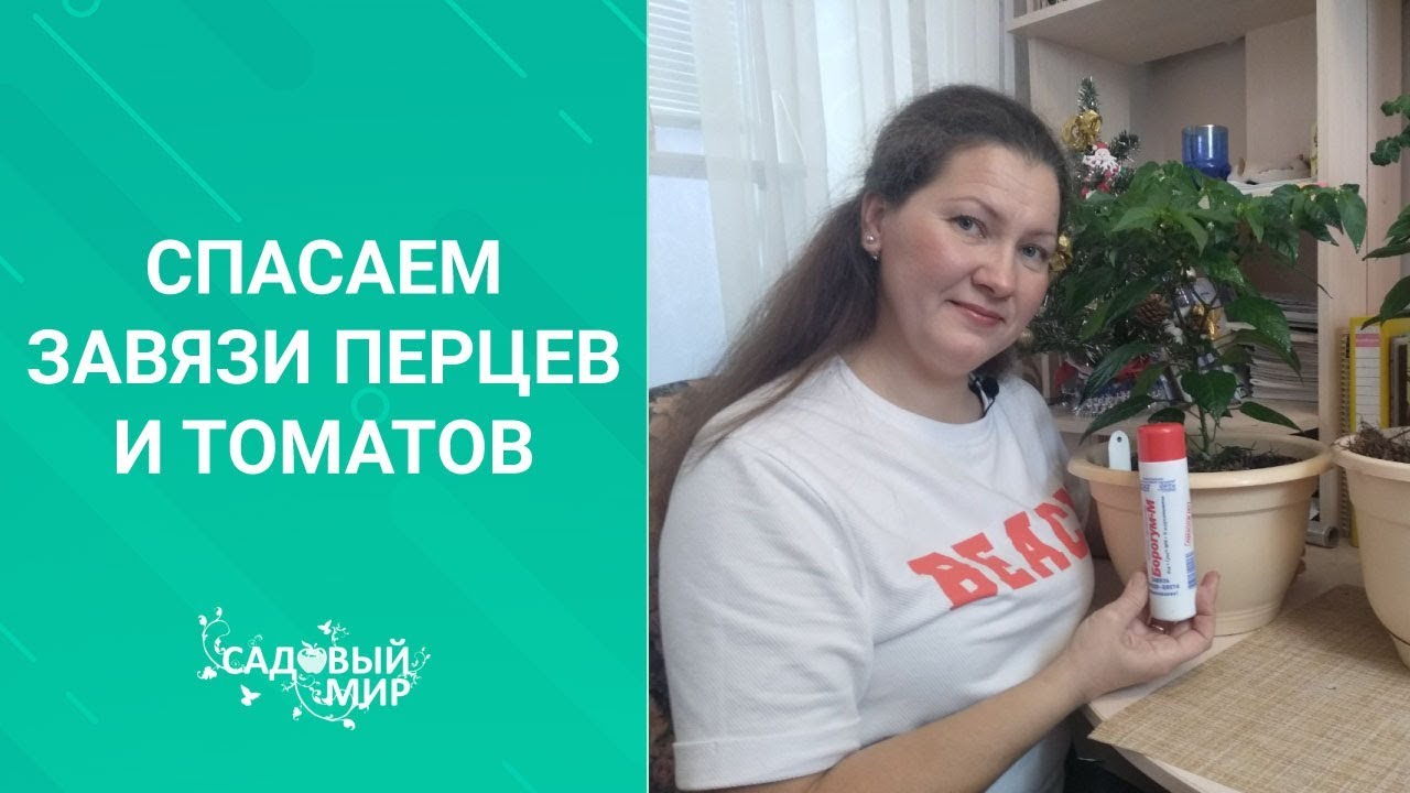 Почему у томатов опадают завязи/ Спасаем и делаем профилактику