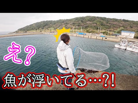 イカを釣りに来たら大きな魚が浮いていて…