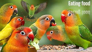 Lovebird Top 5 Favorite Veggies! 🥬🌽| Smart lovebird Parrot #lovebird #parrot #birdslover