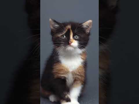 Kitten growing up 🐱📈 #cat #kitten #kittengrowth #cutecat #catphotography #timelapse