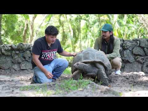 Tortuga gigante