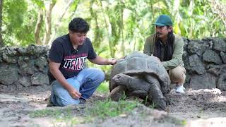Tortuga gigante
