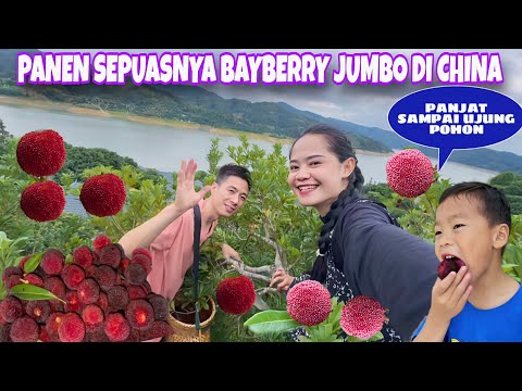 AKHIRNYA PANEN BANYAK BUAH BAYBERRY JUMBO DI CHINA, MANJAT SAMPAI DI PUCUK TERTINGGI