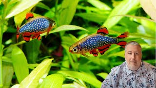 Celestial Pearl Danio - Galaxy Rasbora Care Guide from A Store Owner
