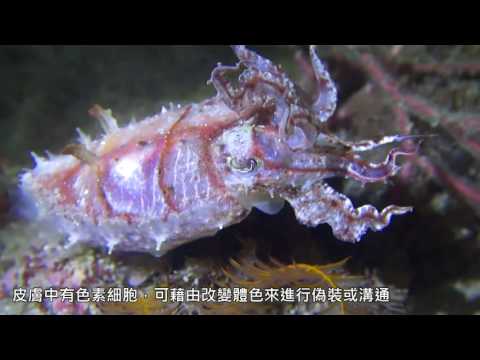 墾丁南灣海域珊瑚礁生態系_閃爍的舞者烏賊 - YouTube