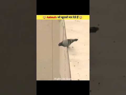 Animals That Kill Themselves 😱 | #shorts #ytshorts