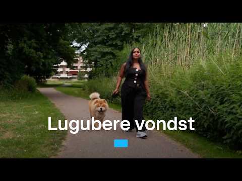 Meer dan 18 dode dieren gevonden in Capelle aan den IJssel | RTL Nieuws