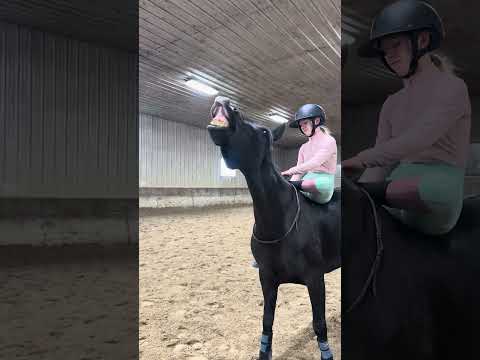 When your just to funny, you can’t help it. 😂😂Velvet your adorable. 🥰 #horse #equestrian #mustang