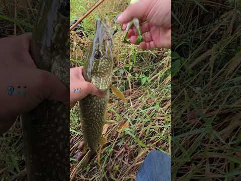 Gran dia de pesca en rio salvaje