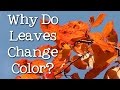 Exploring the Science Behind Autumn Leaf Color Change