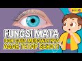Understanding the Human Eye