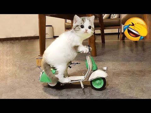 Animals will break your heart 🐱🐶 Cute and funny animals 2024 😍 Pt. 3