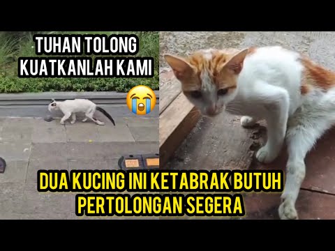 Banya Kucing Lumpuh Pada Menagis Karena Ketabrak Di Jalanan Ya Tuhan Tolong Kuatkan Kami..‼️