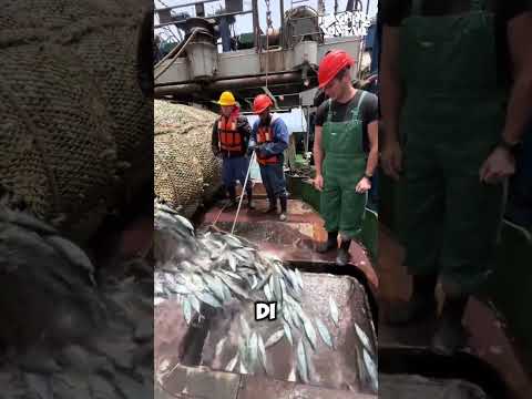 Nelayan Menarik Ikan dari Jaring Raksasa #shorts