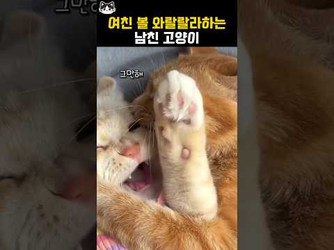 여친 볼 와랄랄라하는 남친 고양이