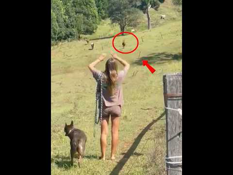 La chica no esperaba que su caballo todavía la recordara.🐎♥️#love #animales #shorts