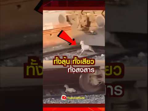 ทั้งลุ้น ทั้งเสียว ทั้งสงสาร l A goat was almost run over by a train. #goat #train