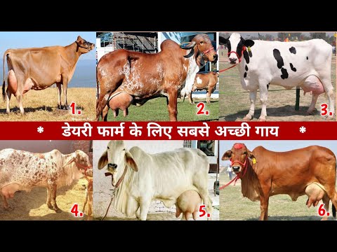 डेयरी फार्म के लिए सबसे अच्छी गाय ! Best Breed of Cow for STARTING a New Dairy Farm?