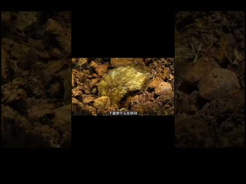 रेत में दबा अंडा और एक महीने बाद का रहस्य#shorts #facts #ytshorts #wildlife #animals #birds #maa