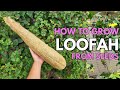 Loofah Seed Germination Techniques