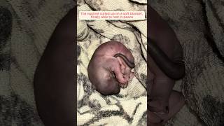 A woman rescued an injured squirrel that was struck by a car and then...