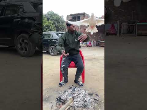 Kabutar ka saathi 😭💔#kabootarwalivideo #pigeonkabutar #pigeon #kabootar #viralvideo