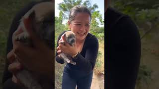 Ginawan ni mother ng mansion ang nga puppies ni fiona