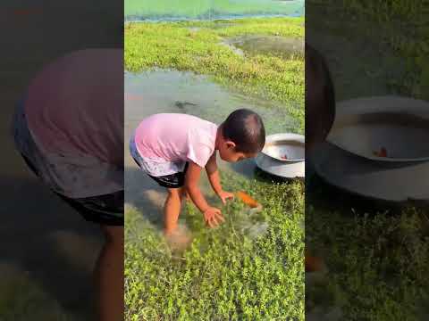 Smart girl catch fish by hand #best_fishing #fish