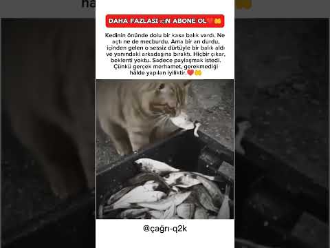 Kimse Beklemiyordu, Ama Kedi O An Her Şeyi Değiştirdi😮♥️