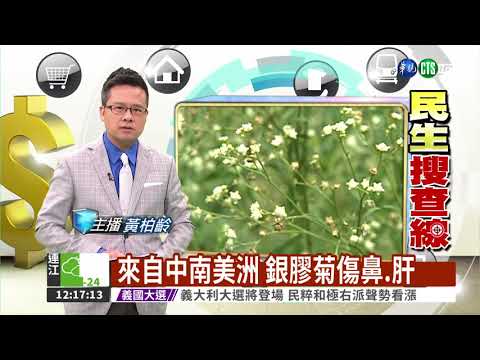 國際級毒草銀膠菊 請勿碰觸! - YouTube(1:42)