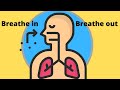 The Journey of Air and Oxygen into the Lungs
