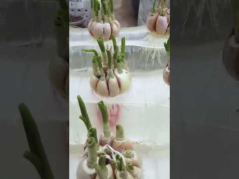 New technique of growing garlic plant #shorts