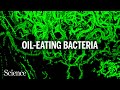 Oil Spill Response and Bacterial Degradation
